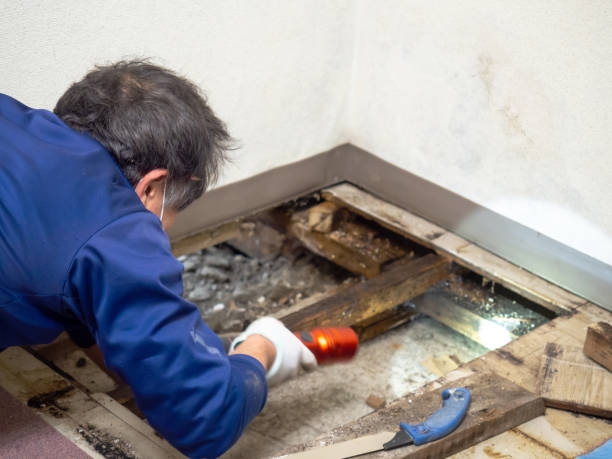 Best Crawl Space Mold Removal  in Roseville, CA