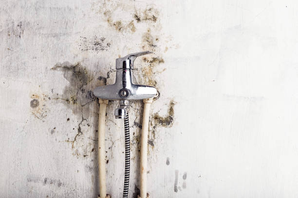 Best Mold Removal Specialists  in Roseville, CA
