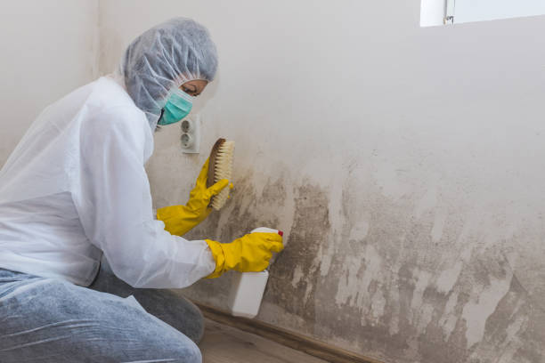 Best Mold Damage Repair  in Roseville, CA