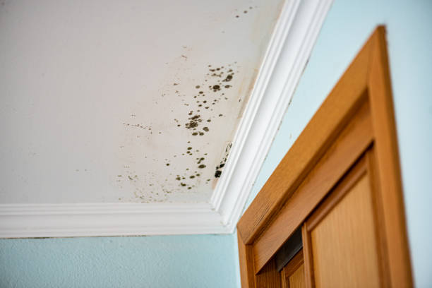 Best Fast Mold Removal  in Roseville, CA