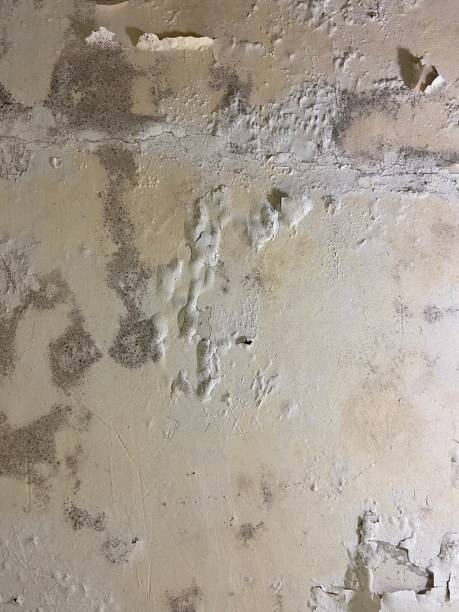 Best Mold Testing  in Roseville, CA