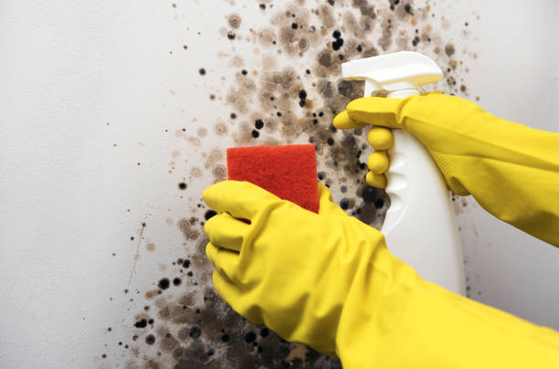 Best Residential Mold Removal  in Roseville, CA