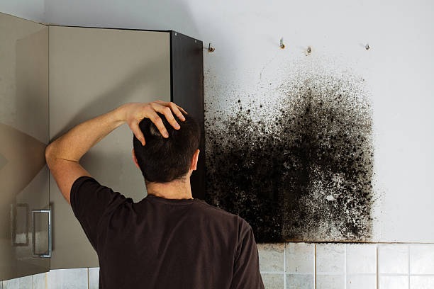 Best Commercial Mold Removal  in Roseville, CA