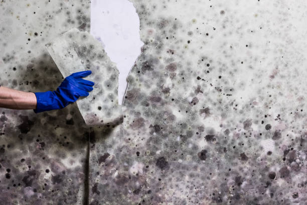 Best Attic Mold Removal  in Roseville, CA