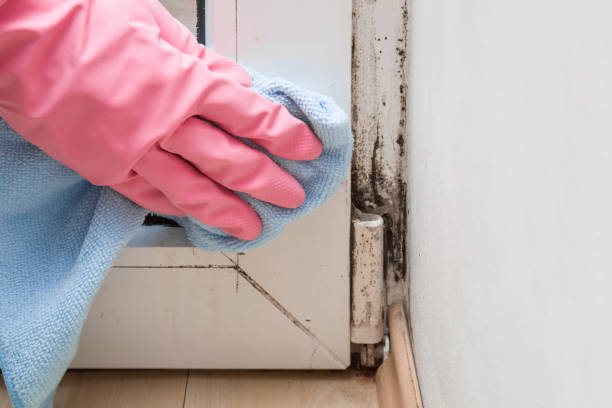 Certified Mold Removal in Roseville, CA