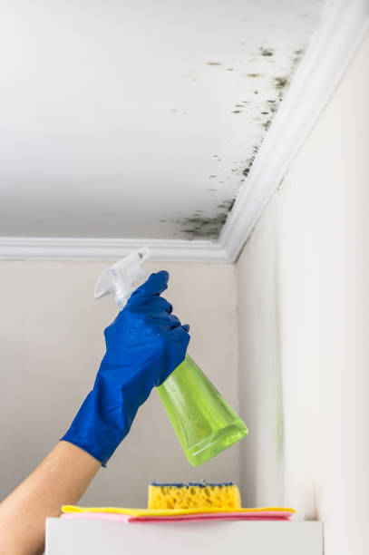 Best Same-Day Mold Removal  in Roseville, CA